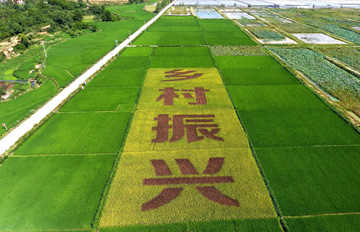 乡村振兴战略规划